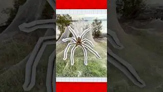 Why Australia's SPIDER SEASON Is Terrifying?