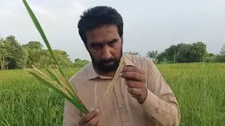 High Temperature | Rice Paddy Sterility | Rice sterility | Agricultural Crops | Climate change