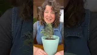 What to do with dead rosemary? (*eat it!!)