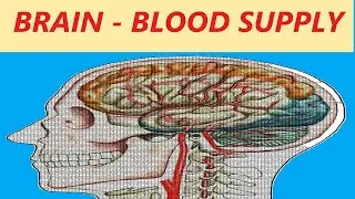 BLOOD SUPPLY OF BRAIN INCLUDING FREE ONLINE TEST | BASILAR,VERTEBRAL,CHARCOT'S ARTERY & HAEMORRHAGE