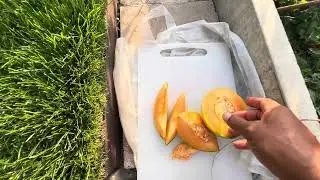 UK Grown  🇬🇧 ‘Alvaro’ Cantaloupe  … The sweetest melon I’ve ever tasted 😋