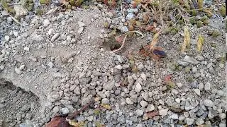 Great Golden Digger Wasp Nest Guarding Behavior