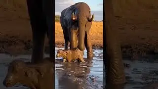 Elephant's Heroic Rescue: Baby Buffalo Saved! #Wildlife #NatureDrama #ElephantPower