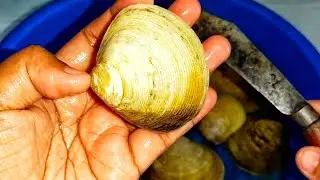 how to clean brackish water clams #kasimedu #fishcutting #clam