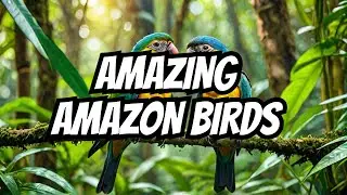 5 AMAZING Things About Amazon Rainforest Birds