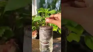 Technique for planting mint leaves in used bottles #farming #shorts