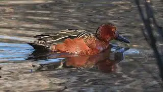 Cinnamon Teal Bird Sound Video: Bird Songs Eastern North America Peaceful Nature Sounds