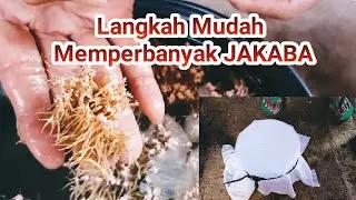 Langkah Mudah Memperbanyak JAKABA (JAMUR KEBERUNTUNGAN ABADI)