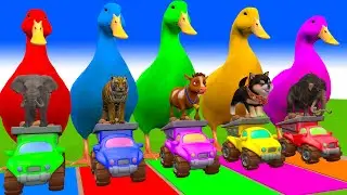 5 Giant Duck Cartoon,Cow,Elephant,Tiger,Lion,Dinosaur,Paint Wild Animals Crossing Fountain Animation