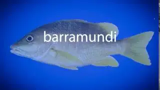 How to pronounce barramundi