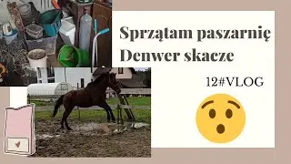 Sprzątam w paszarni, a koń skacze| Stajnia Przydomowa| 12# VLOG