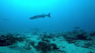 Deep Diving in West Palm with Pura Vida Divers