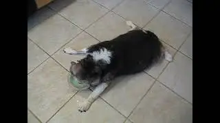 HOH Beagle Misty Haze Bloated Cysts Months After Abscess Strikes Back Eating July 4th Cake With Daze