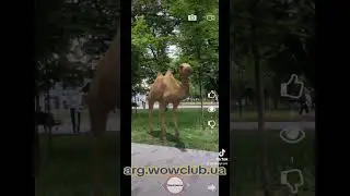 Зоопарк в дополненной реальности AR. 3D разработка / Zoo in augmented reality AR. 3D development