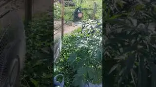 boogie  Brew 4 weeks of flower