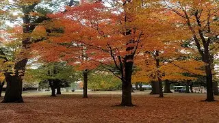 Beautiful Autumn Walk High Park Toronto Canada