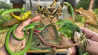 Reptile fight in the wild‼️catch green snake, lizard, chameleon, jump spider, giant grasshopper