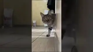 #funny #cats #dogs #animals #memes #funnyvideos #shorts #compilation #коты #приколы #мемы #подборка