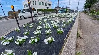 全国花のある風景　国道渡岸寺　長浜市