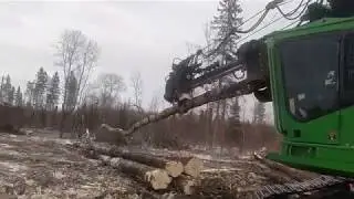 Limber struggles with big ugly aspen trees