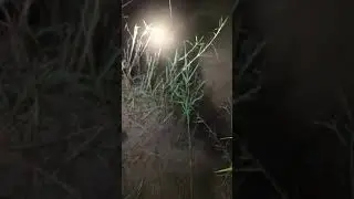 Alligator Gar fishing, DEEP SOUTH TEXAS!!