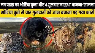 जब पहाड़ का Bhotia Dog और 4 Leopard का हुआ आमना-सामना | Uttarakhand News |  Viral Video