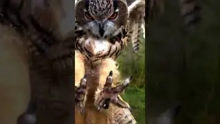 Owl 🦉 grabs my camera 🎥