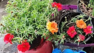 Cómo Reproducir Rayitos de sol amorcito mañanitas