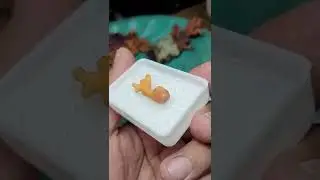 G217 🆕️ Batu MARJAN PROSLEN asli dari Laut Aceh indonesia *Grade A .Harga pas Rp 200 rb blum ongkir