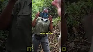 GORILLAS en CONGO: La lucha contin&uacute;a 💪🇨🇩