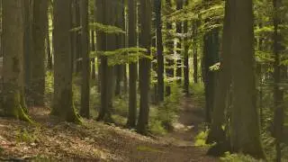 🌳 4K - Relaxing Nature Sounds For Stress Relief, Forest Sounds, Bird Song, No AI