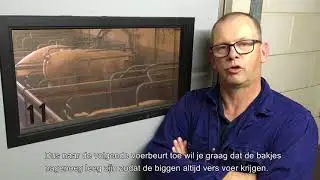 Bijvoeren in de kraamstal kan bigkwaliteit verbeteren