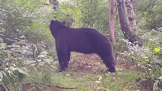 Short video from cell camera muddy morph.