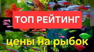 ТОП САМЫХ продаваемых аквариумных рыбок с ЦЕНАМИ