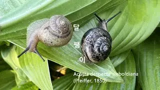 달팽이 Acusta despecta sieboldiana 비비추에 기주하며 잎을 갉아먹는 무척추동물 달팽이 snail 생약명 와우蝸牛 토우아土牛兒 부라蚹蠃 산와山蝸 カタツムリ