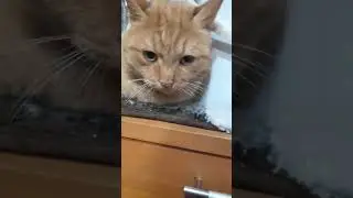 ЧИПИ ЧИПИ ЧАПА ЧАПА но это животинки