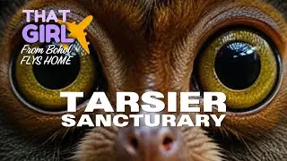 My What BIG Eyes You Have....MR. TARSIER  #eyes #primates #bohol #sanctuary #endangeredspecies