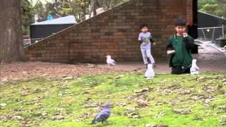 Chasing Birds