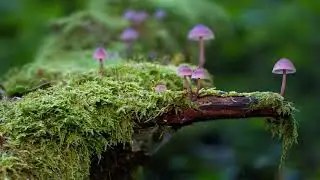 Zen music | Zen Music For Inner Balance | Zen meditation | Chakra | HS Relaxing music