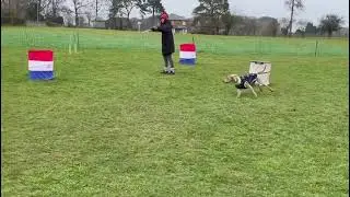 Dougie&rsquo;s Canine Hoopers Training