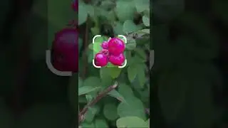 9 October 2025 Chenault coralberry looks beautiful but poisonous