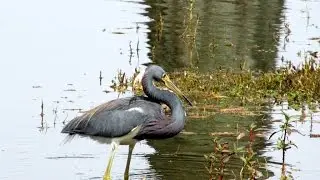 Veteran's Park, Lake Jackson, Florida Ducks & Tropical Birds,3 5 16