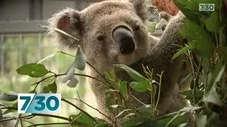The impact of bushfires on koalas | 7.30