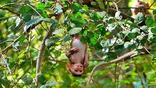 When Mom Staying on the Tree Branch But BABY Wanna Play Upside Down