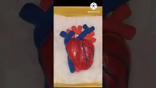 Human heart ❤️ model with clay