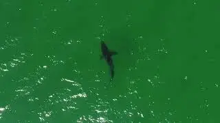 Cape Cod Aerial Tour #5 - Great White Shark Tagging