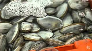 Shellfish purification