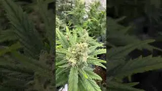StrawZ Bahama Mama Fruit Spirit Mars Hydro 2000 Indoor Grow