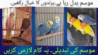 Birds Care During Season Change| Mosam ki Tabdili, Birds ka khayal rakhen