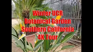 Winter UCR Botanical Garden Southern California 4K Tour